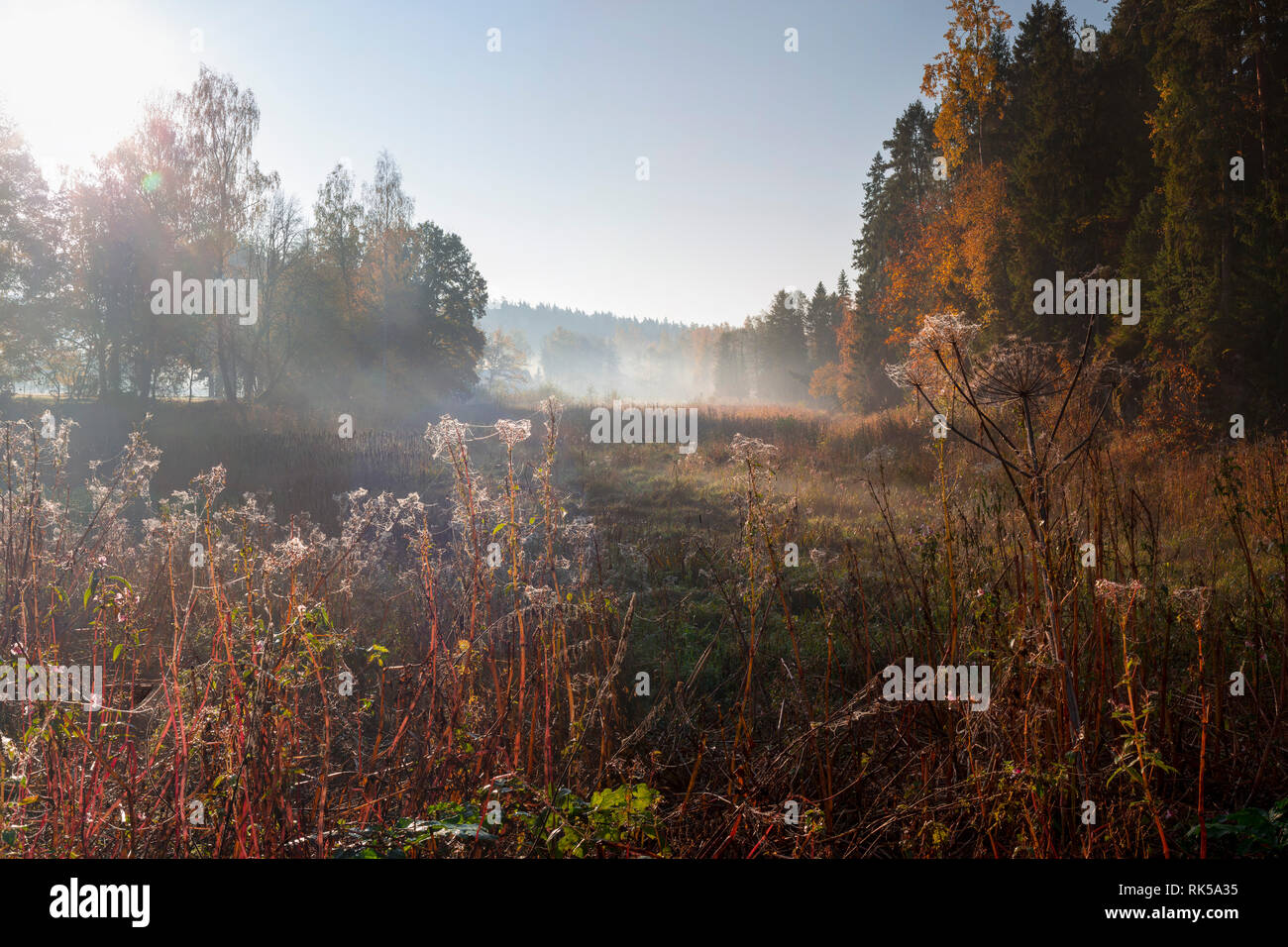 Herbst Landschaft von dichtem Nebel am frühen Morgen in den Wald in der Dämmerung Stockfoto