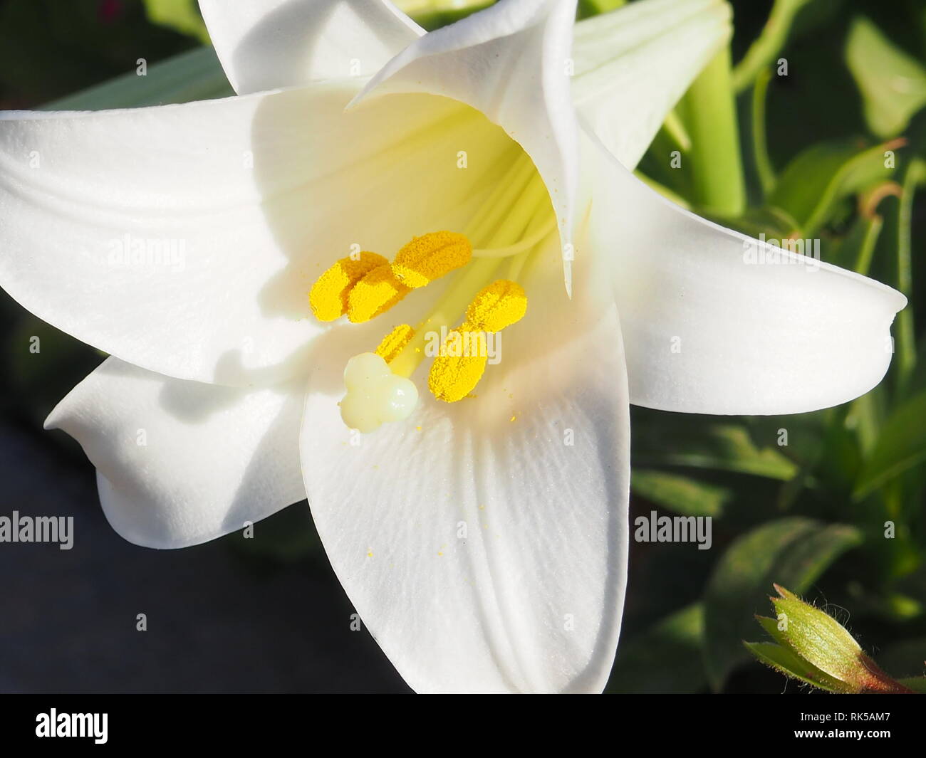 Staubgefäße und Stempel von weißen Blumen Lilium Candidum Madonnenlilie hautnah. Stockfoto