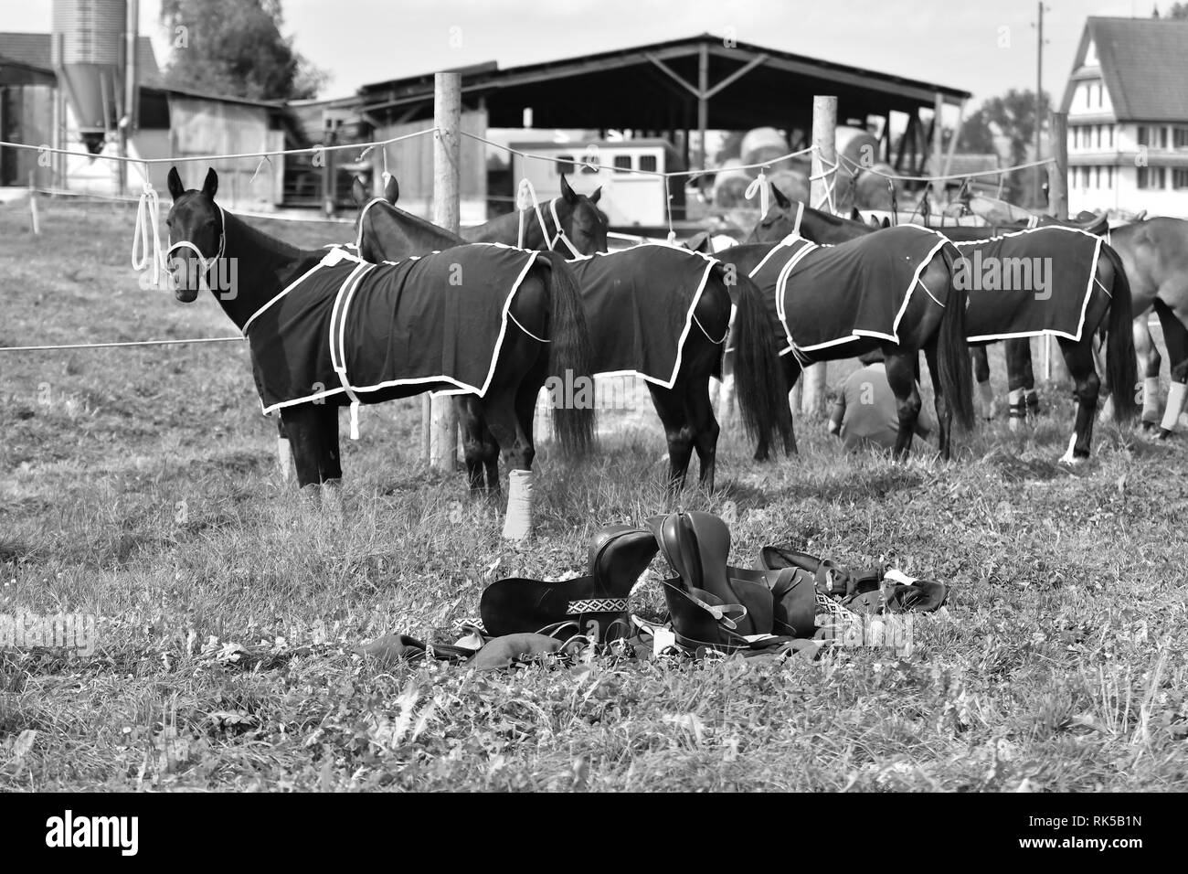 Frische polo Pferde in Decken warten gebunden. Horizontale, Seitenansicht, Schwarz und Weiß. Stockfoto