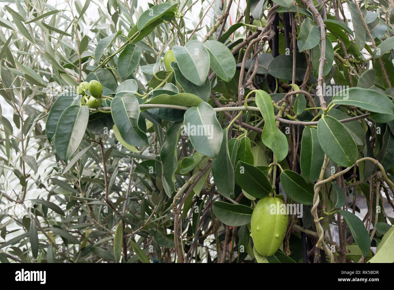 Yellow pitcherplant jasminoides, Madagaskar Jasmin Samenkapseln Stockfoto