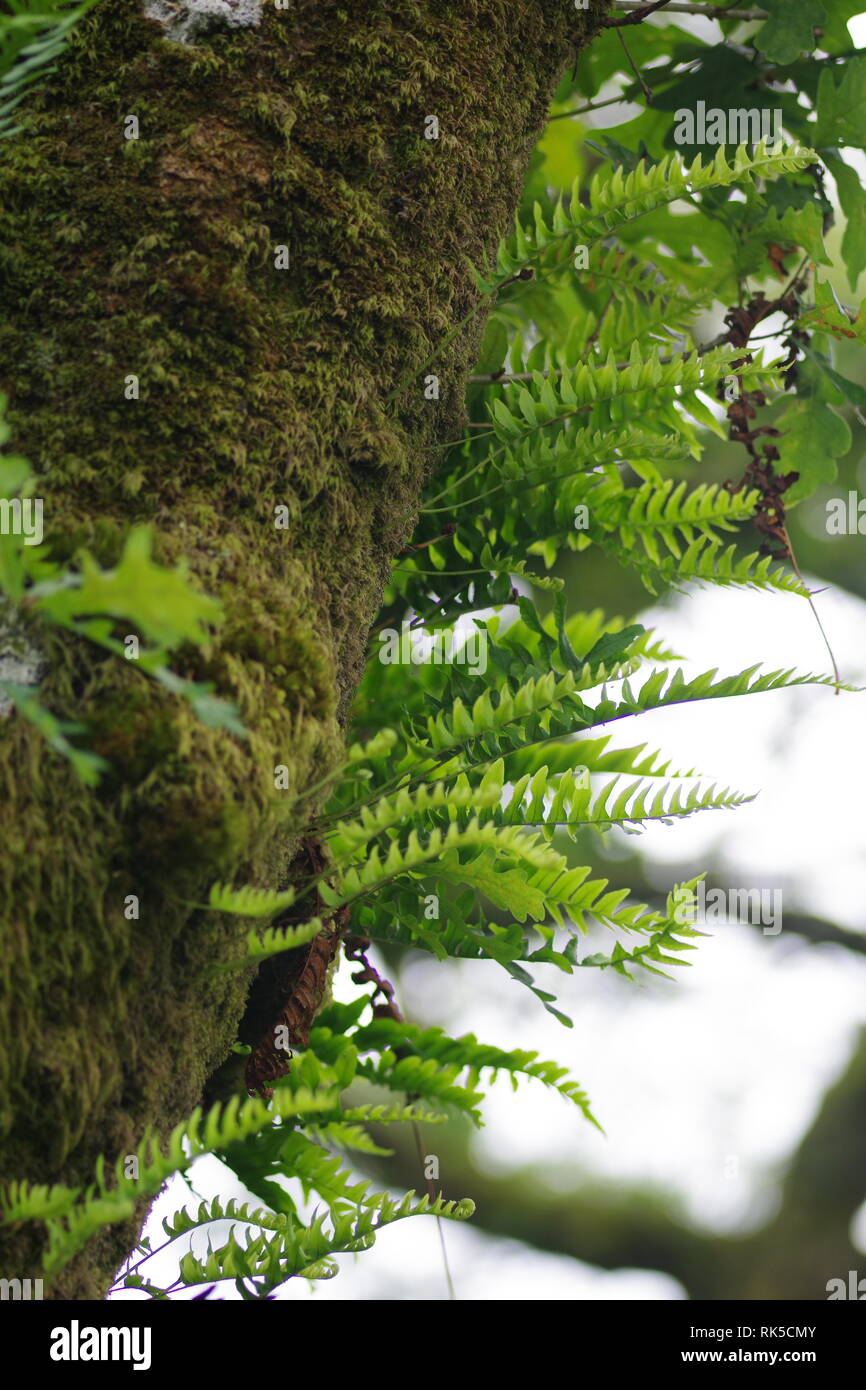 Polypodium vulgare, Eiche, Farn epiphytisch wachsende auf einer Trauben-eiche Baum in Wistmans Holz, Dartmoor National Park, zwei Brücken. Devon, UK. Stockfoto