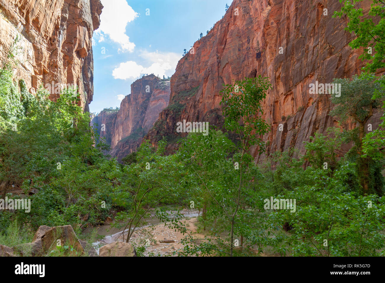 Blick nach Süden entlang der Flussufer entlang und Zion Canyon, der Zion National Park, Utah, United States. Stockfoto