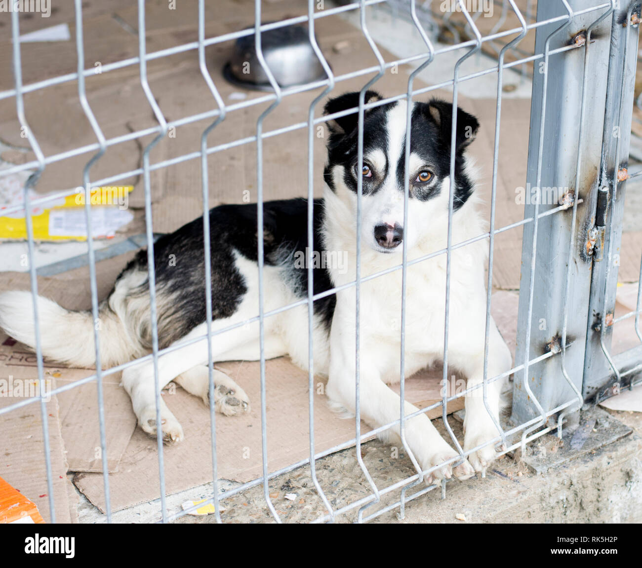 Obdachlosen Hund liegt im Tierheim, das Thema der Liebe und der Barmherzigkeit, den Tierschutz, die Dog Rescue, ehrenamtliche Arbeit Stockfoto