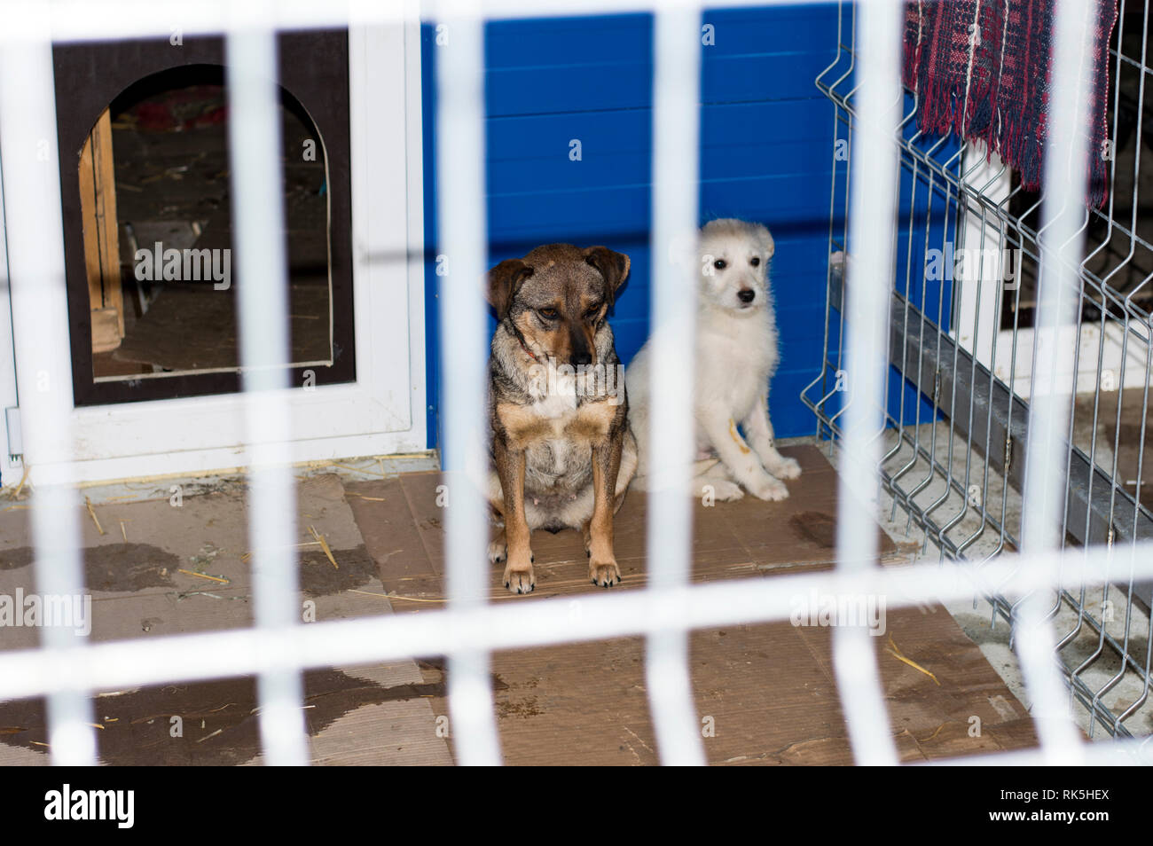 Zwei Hunde im Tierheim Gehäuse, das Thema der Liebe und der Barmherzigkeit, den Tierschutz, die Dog Rescue, ehrenamtliche Arbeit Stockfoto