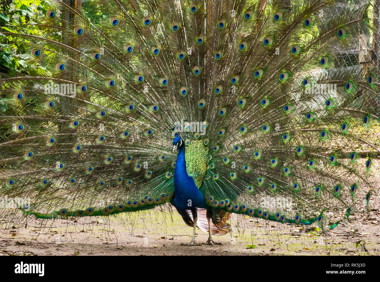 Peacock, mit seinen Federn schwärmten aus, im Park in der Nähe von Spa Center in oder Uniejow in Großpolen Großpolen region, Polen Stockfoto