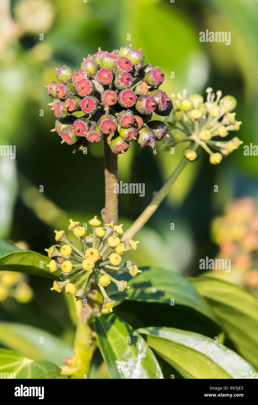 Efeu (Hedera helix) wchst im Winter in Grobritannien. Ivy portrait  Stockfotografie - Alamy