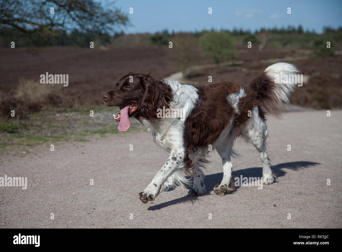 Kleine munster lander Hund walink mit seiner Tong aus seinem Mund  Stockfotografie - Alamy