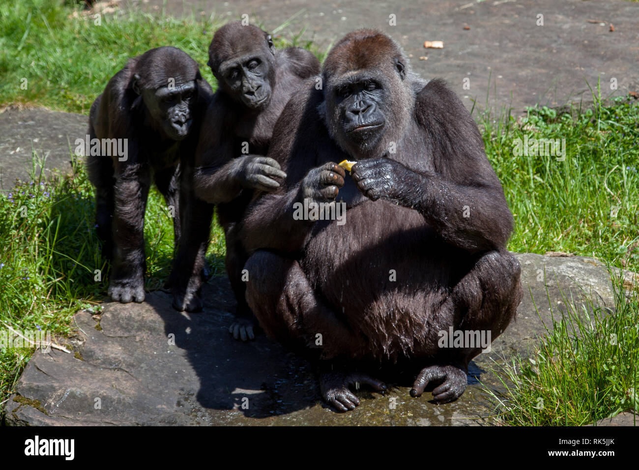 Zwei junge Gorillas auf ältere Dame das Hantieren mit einem Stück Essen, Sitzen und einem Felsen zwischen einem Stück Gras Stockfoto