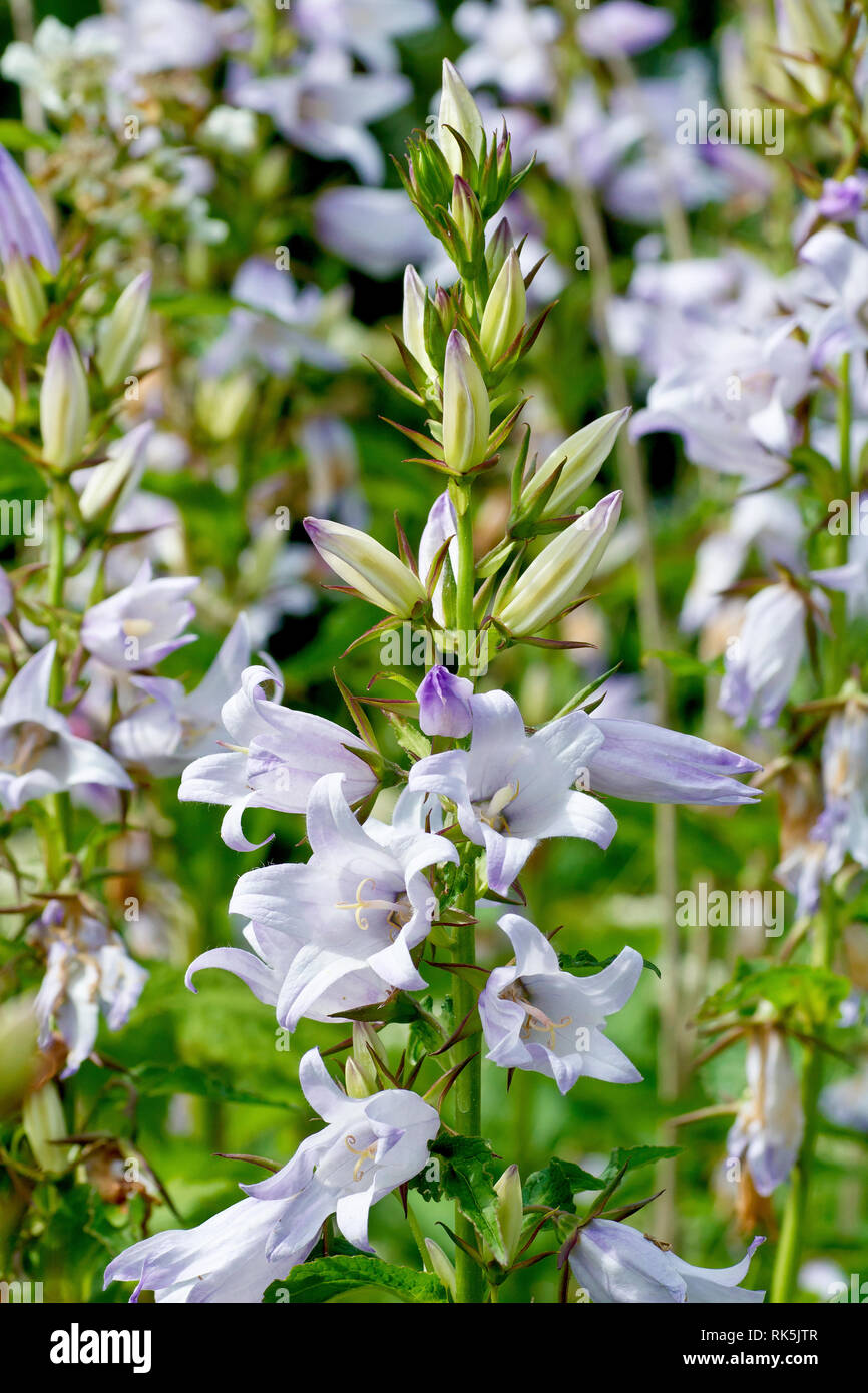 Nessel-leaved Glockenblume (Campanula trachelium), auch als Fledermäuse im Glockenturm, eine Nahaufnahme einer einzelnen Blüte Spike mit Blumen und Blüten sowie deren Knospen, bekannt Stockfoto