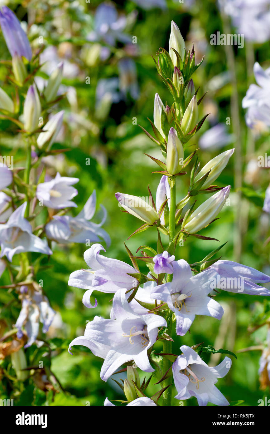 Nessel-leaved Glockenblume (Campanula trachelium), auch als Fledermäuse im Glockenturm, eine Nahaufnahme einer einzelnen Blüte Spike mit Blumen und Blüten sowie deren Knospen, bekannt Stockfoto