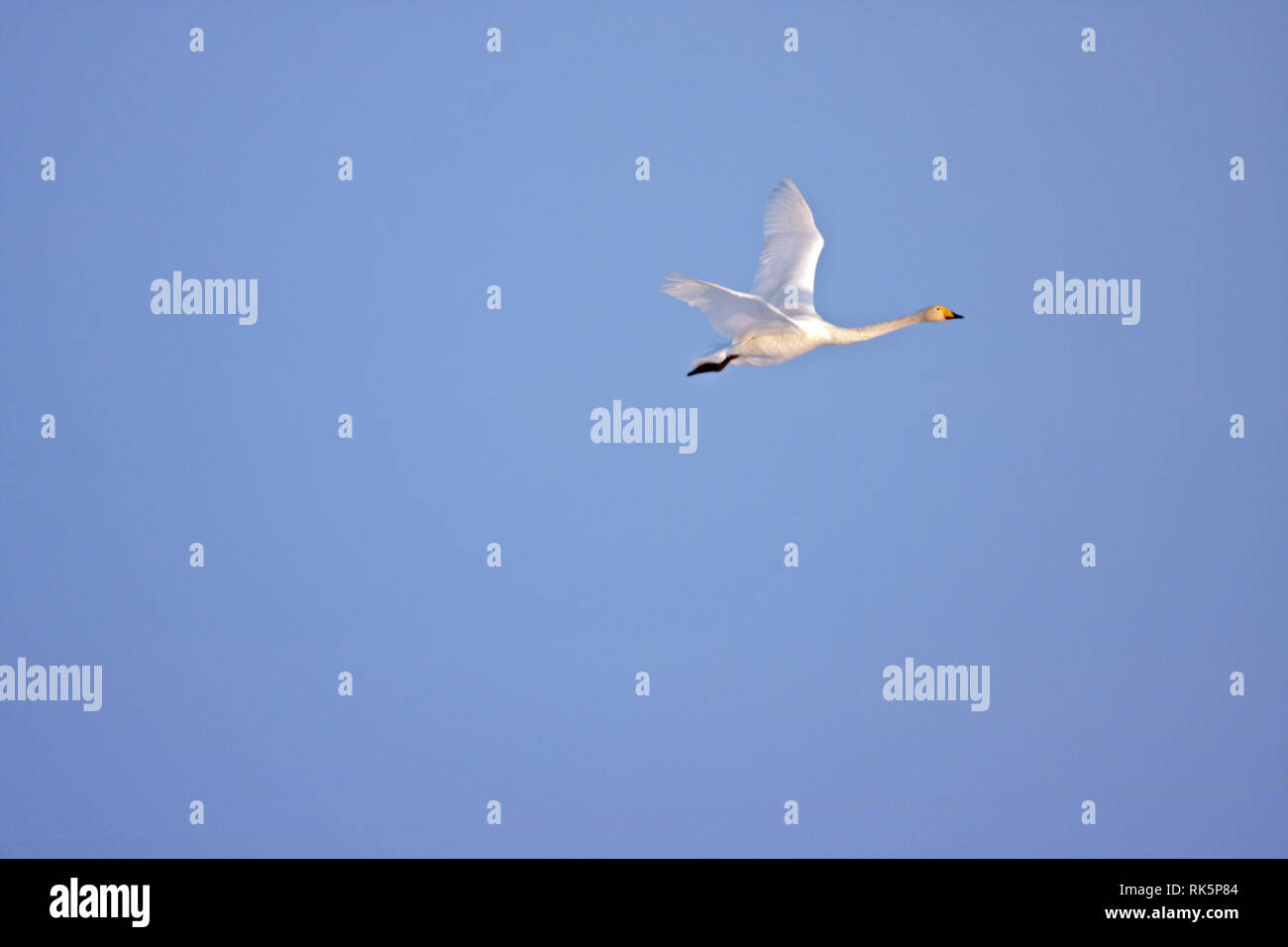 Singschwan fliegen in einem blauen Himmel Stockfoto