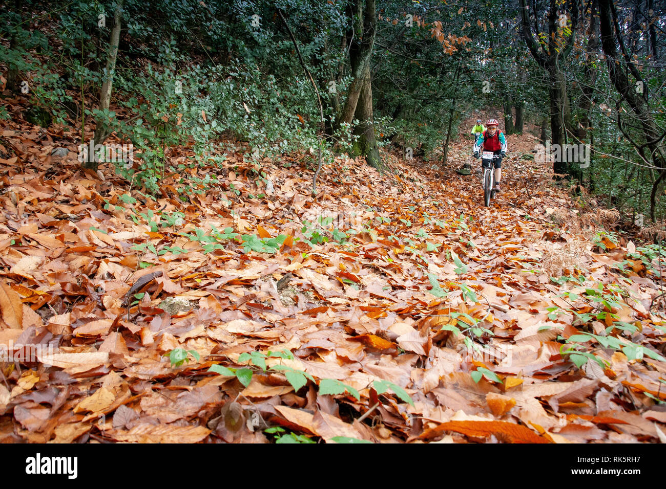 PISA, Italien - 12. JUNI 2009: Unbekannter Radfahrer in der Pfade des Berges Gewächshaus (Monte Serra) im Herbst Zeitraum, Pisa, Toskana Stockfoto