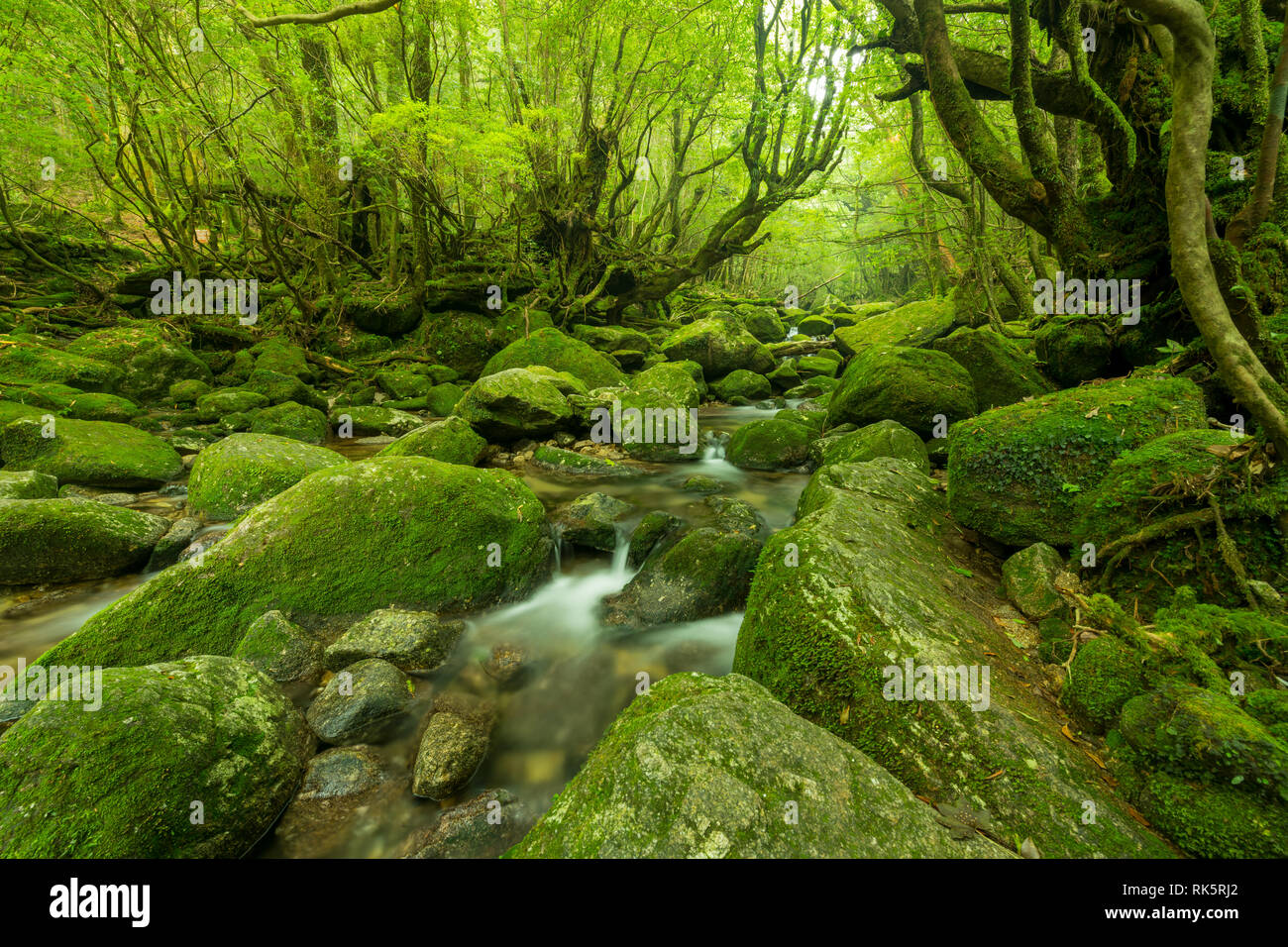 Lange Belichtung eines kleinen Flusses durch einen Wald fließt. Steine mit Moos bedeckt. Yakushima, Japan. Stockfoto
