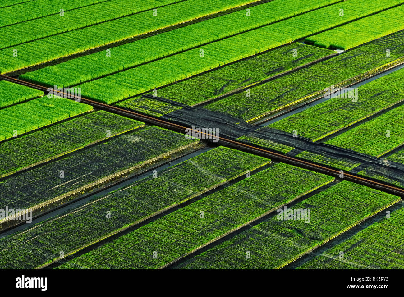 Wunderschöne Aussicht auf Reis Sämlinge im Feld in Suphanburi Thailand. Stockfoto