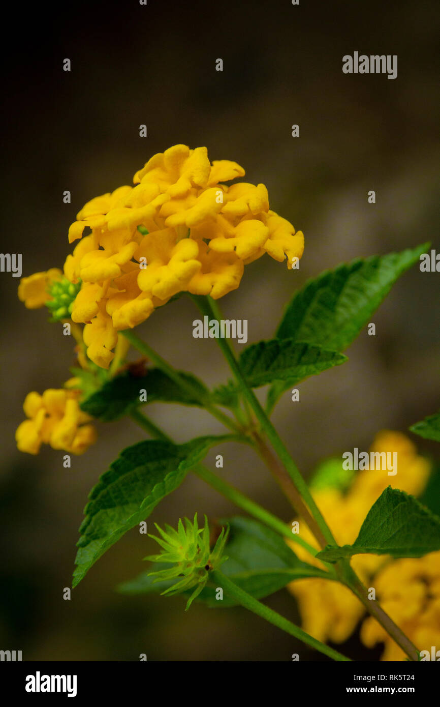 Gelb lantana Blumen close-up Stockfoto