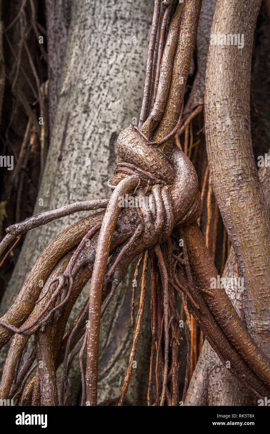 Ficus elastischem mehrere Antenne und pionierunternehmen Wurzeln ein Close-up sepia Bild Stockfoto