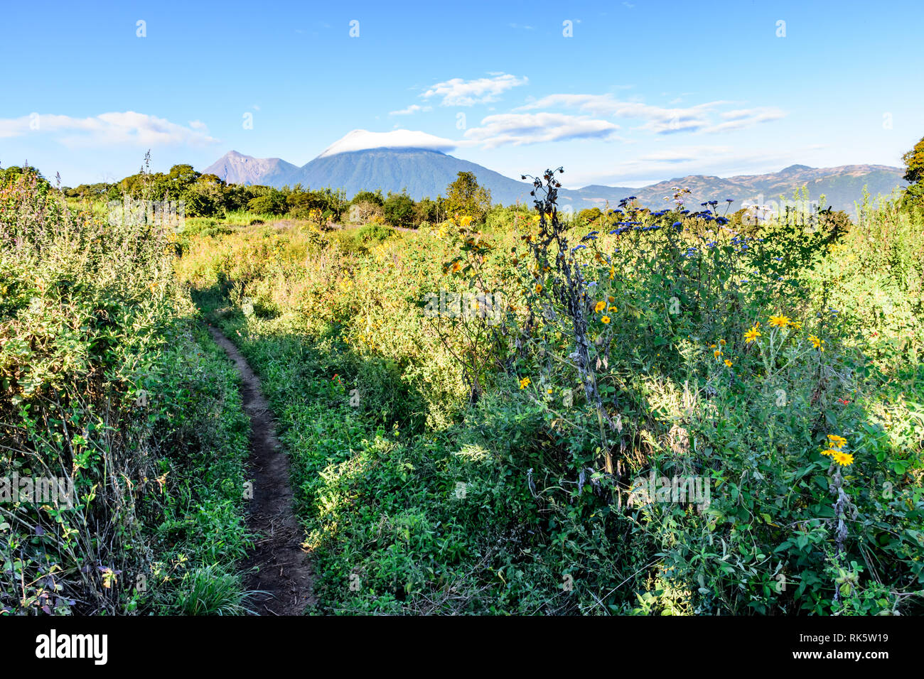 Schmutz Wanderweg führt durch bewachsene Wiese mit Wildblumen und Fuego und Acatenango Vulkane hinter in der Nähe von Antigua in Guatemala. Stockfoto