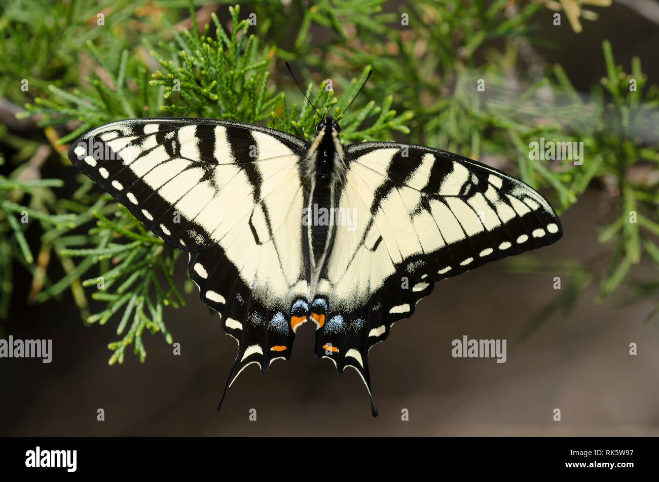Eastern Tiger Swallowtail Papilio Glaucus Basking Stockfotografie Alamy