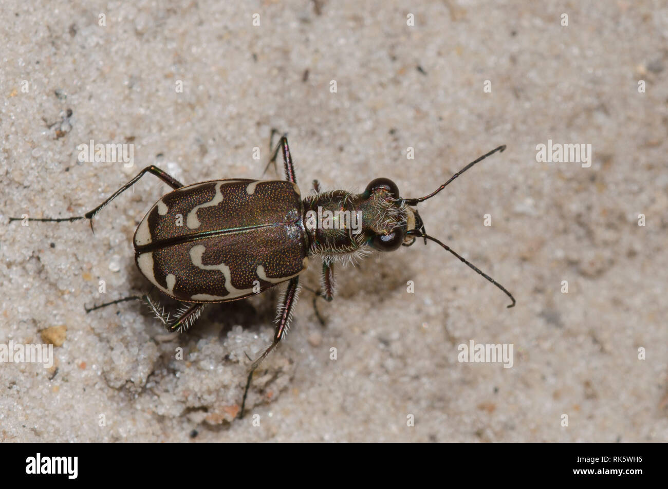 Brüniert Tiger Beetle, Cicindela repanda Stockfoto