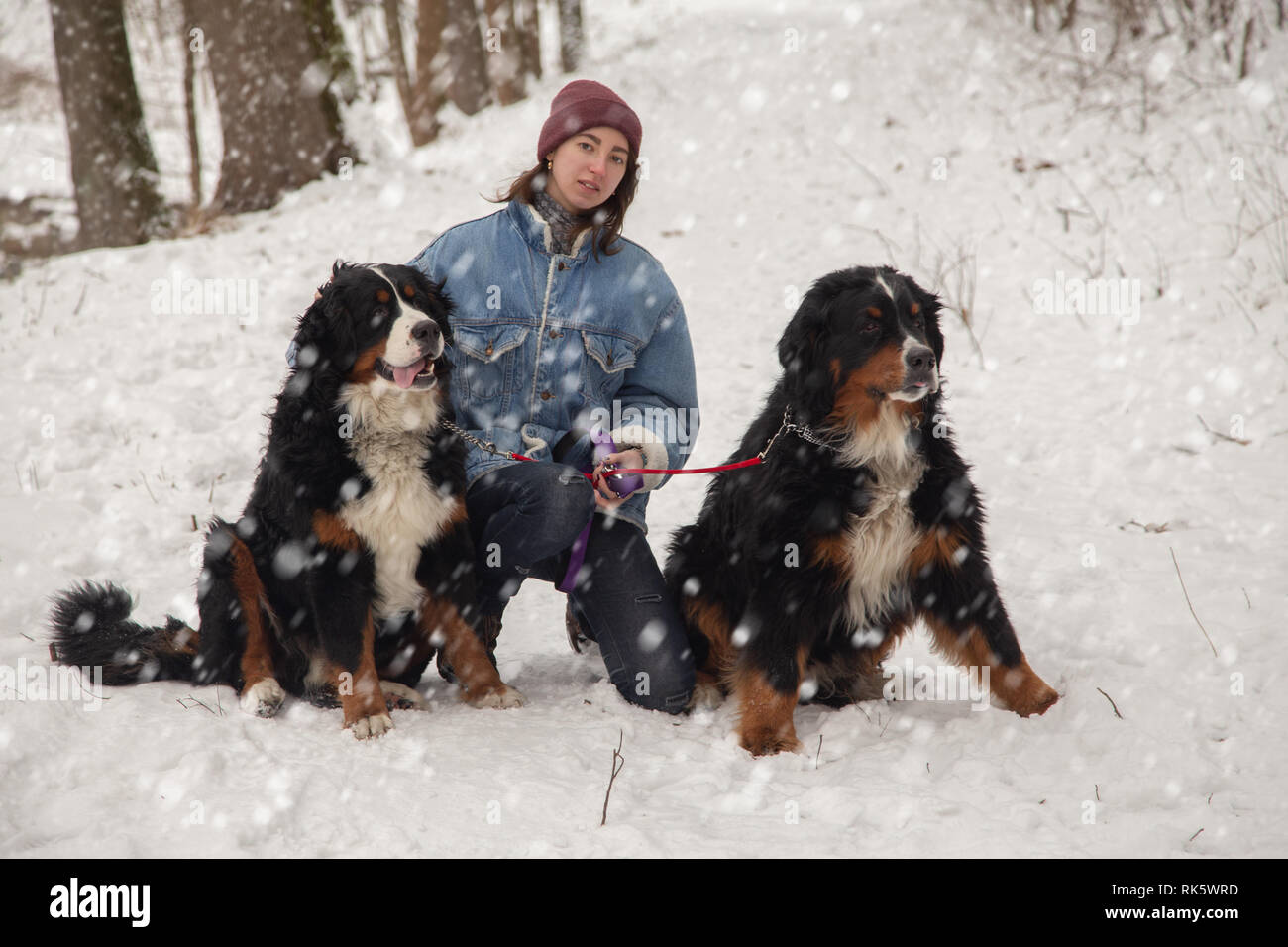 Junge Frau im Winter Wald mit zwei Berner Sennenhunde unter Schnee Stockfoto