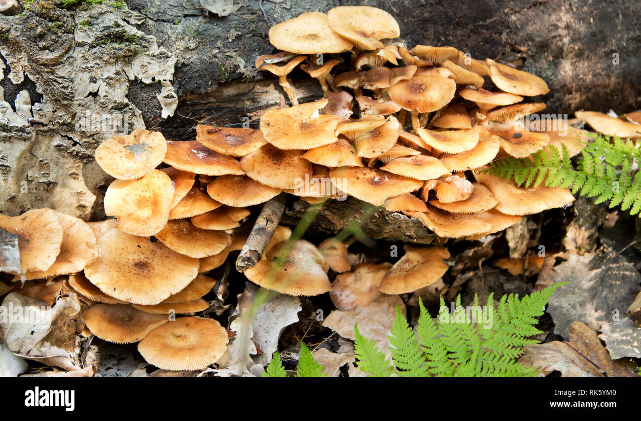 Honig agaric. eine Menge Honig agaric wächst auf einem alten Baum im Wald Stockfoto