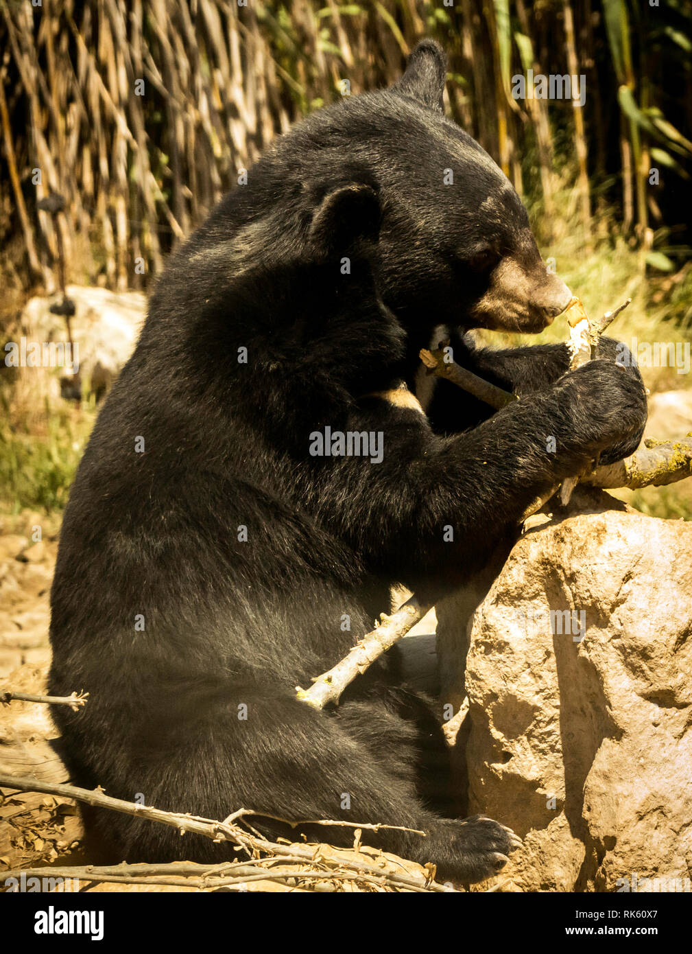 Ein schwarzer Bär Stockfoto