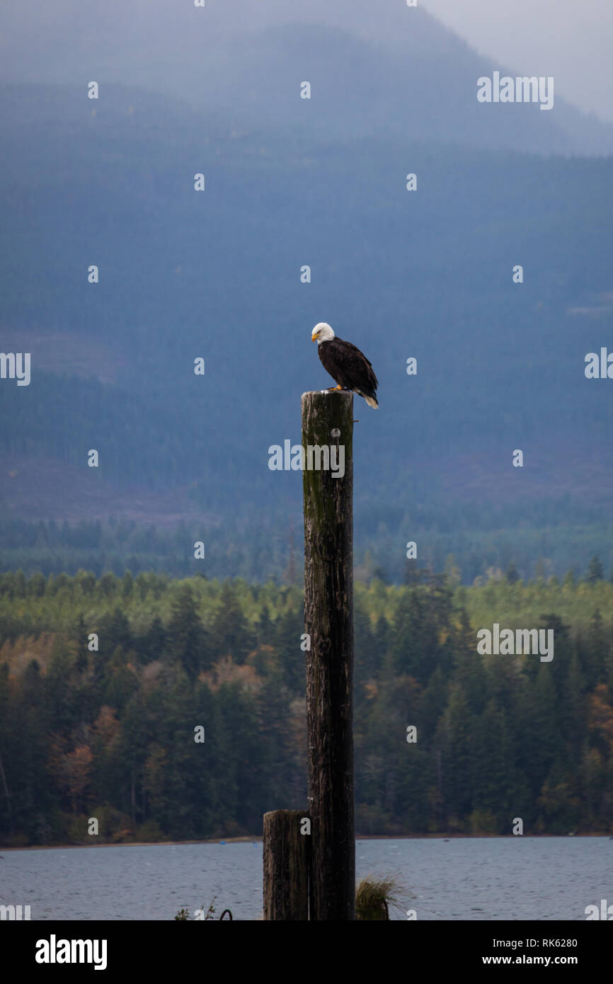 Denman Island, Northern Gulf Islands, British Columbia, Kanada Stockfoto