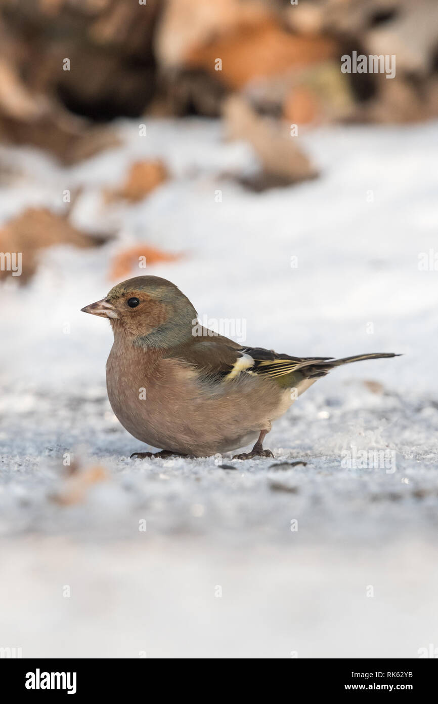 Buchfink (Fringilla coelebs) im Winter. Kleiner Vogel ernährt sich von Samen von Bäumen auf einem Zweig. Stockfoto