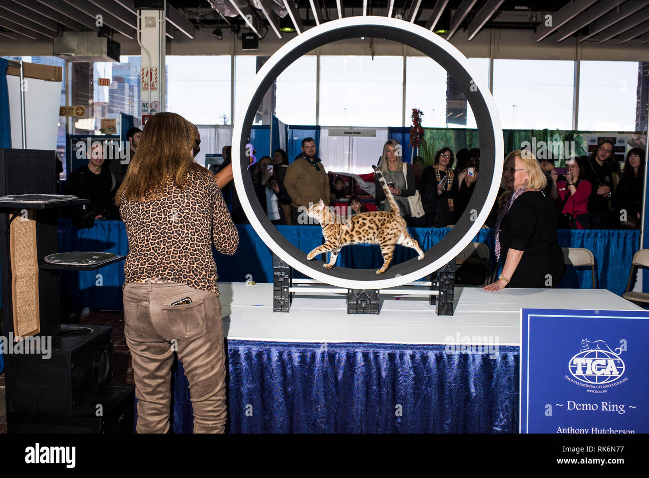 New York, USA. 9. Feb 2019. Anthony Hutcherson mit seinem Bengals, erfüllen die Rassen, Westminster Dog Show, Pier 92, New York City. Credit: Valery Rizzo/Alamy leben Nachrichten Stockfoto