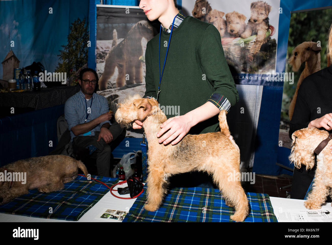 New York, USA. 9. Feb 2019. Die Rassen, Westminster Dog Show, Pier 92, New York City. Credit: Valery Rizzo/Alamy leben Nachrichten Stockfoto