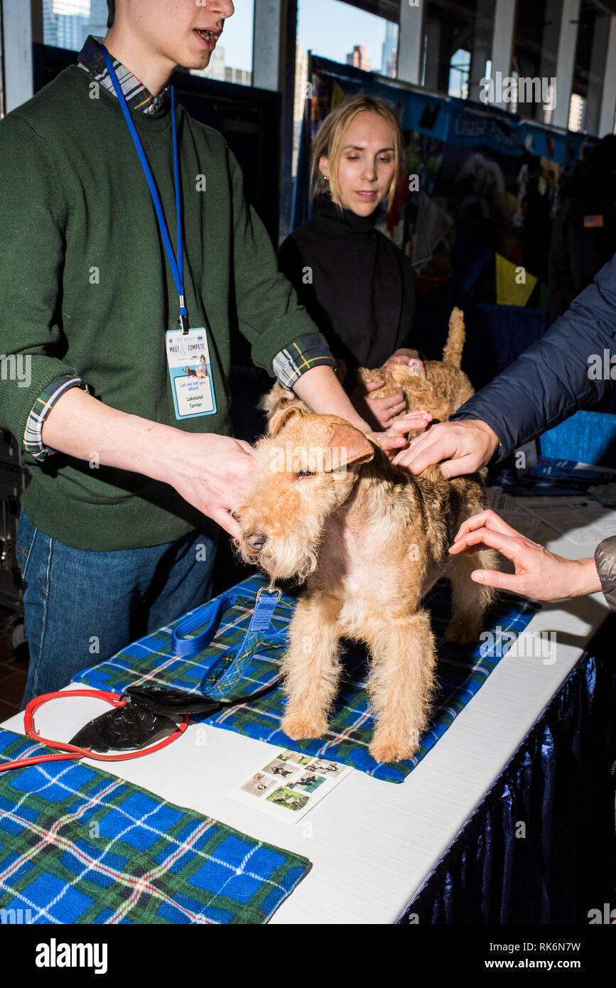 New York, USA. 9. Feb 2019. Die Rassen, Westminster Dog Show, Pier 92, New York City. Credit: Valery Rizzo/Alamy leben Nachrichten Stockfoto