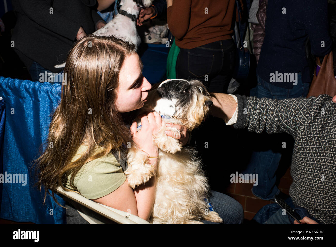 New York, USA. 9. Feb 2019. Die Rassen, Westminster Dog Show, Pier 92, New York City. Credit: Valery Rizzo/Alamy leben Nachrichten Stockfoto