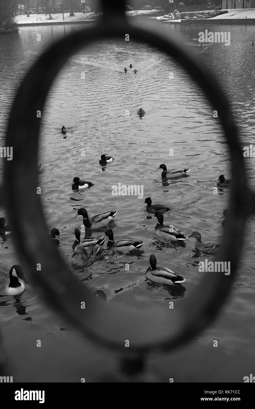 Enten in Buxton Pavillion Gärten Stockfoto