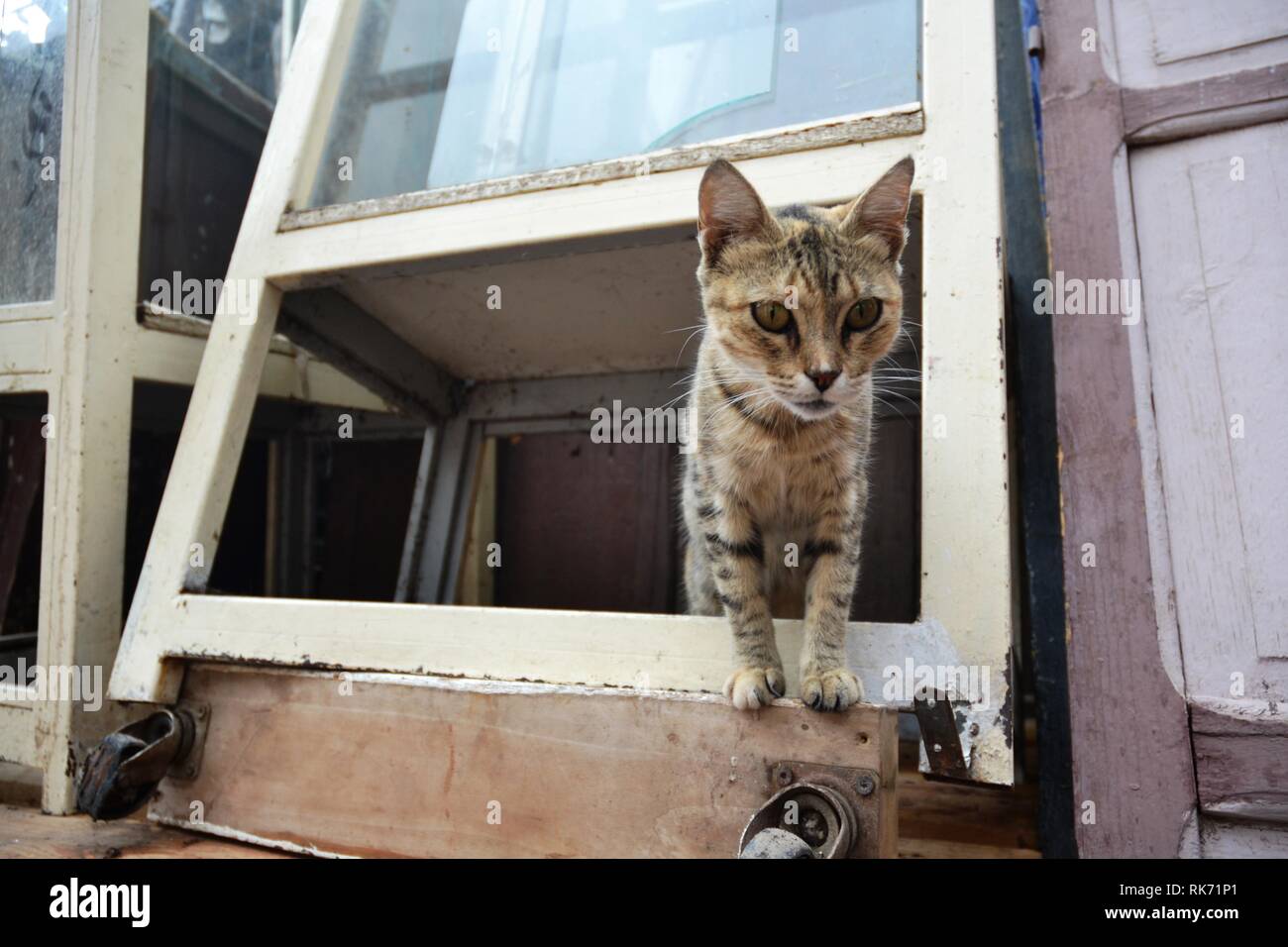 Nahaufnahme der Street Cat Stockfoto