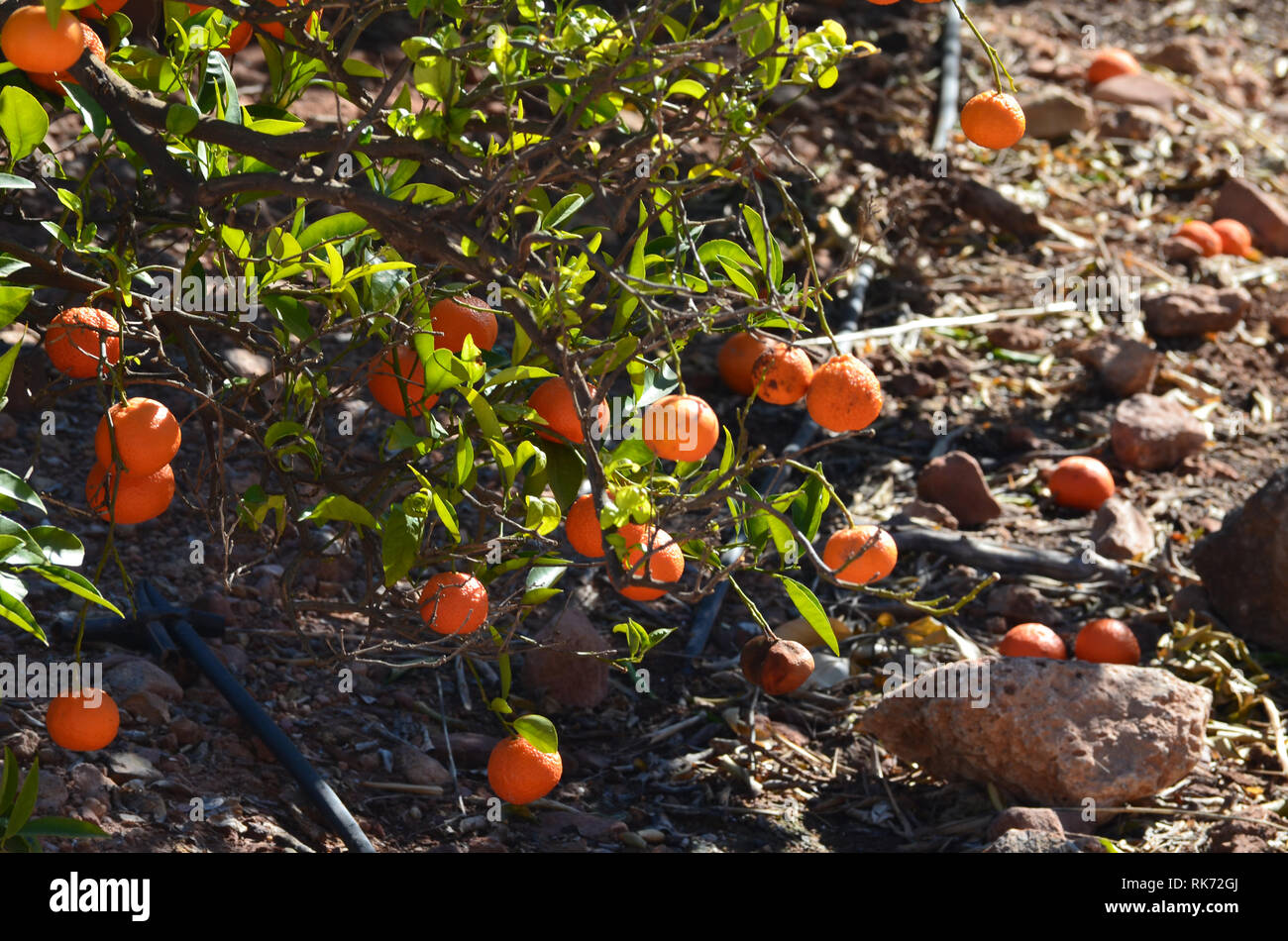 Clementinen links voneinander getrennt in den Bäumen, zeigt die Auswirkungen der 2019 Zitrusfrüchte Krise in Valencia, Spanien Stockfoto