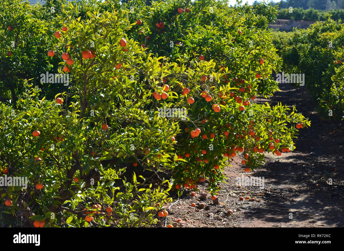 Clementinen links voneinander getrennt in den Bäumen, zeigt die Auswirkungen der 2019 Zitrusfrüchte Krise in Valencia, Spanien Stockfoto