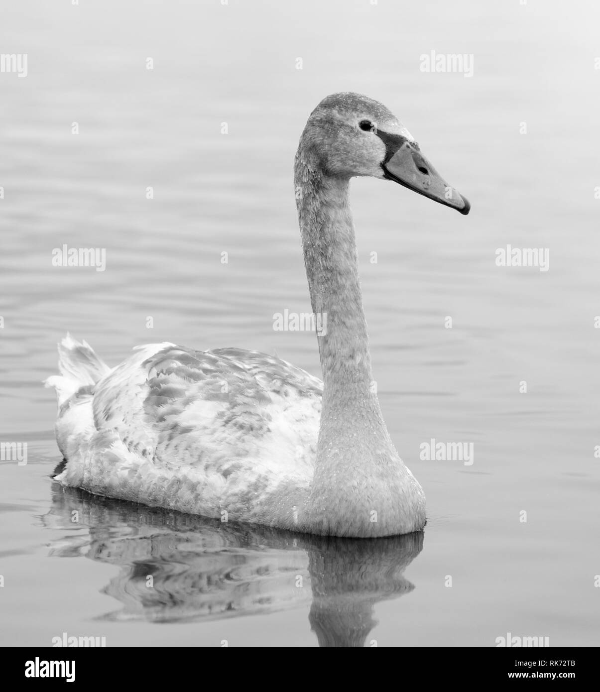 Schönen weißen eleganten Schwäne Vogel an einem nebligen Winter River. Stockfoto