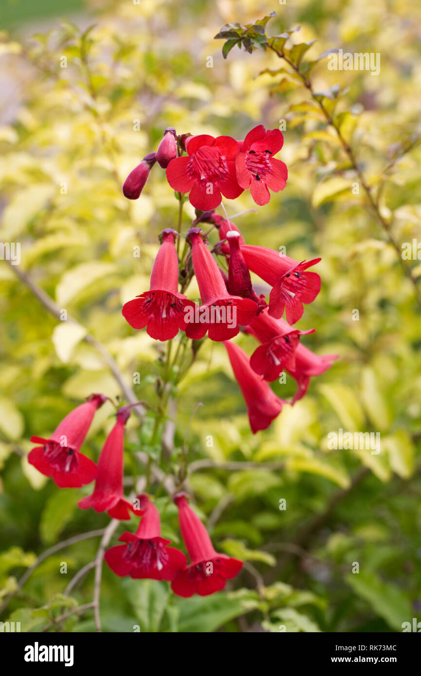 Red Penstemon Blüten im Spätsommer. Bart Zunge Blume. Stockfoto