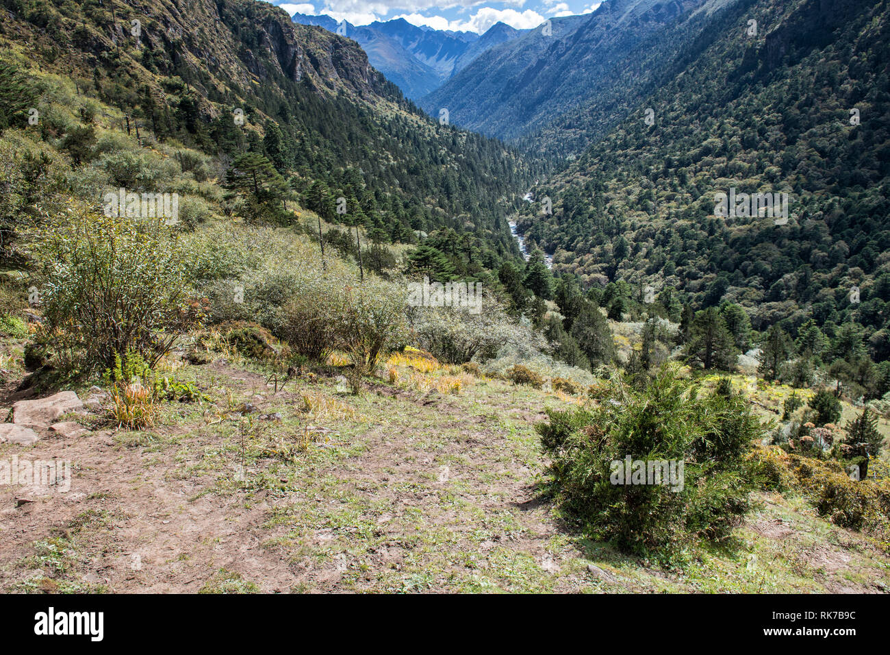 Tal und Wald zwischen Lemithang und Laya, Gasa Bezirk, Snowman Trek, Bhutan Stockfoto