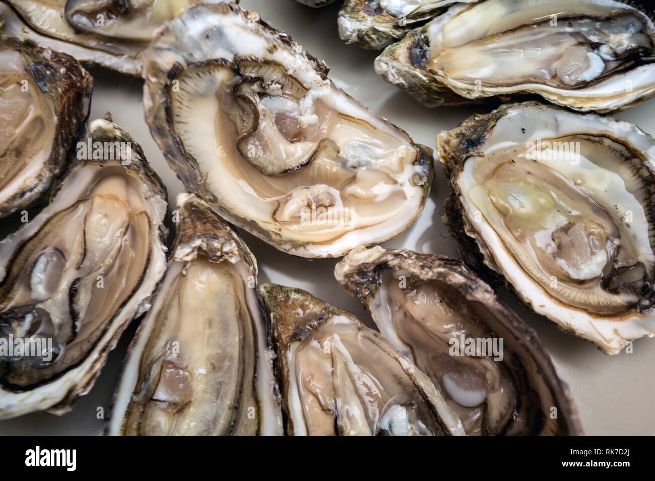 Französische Mittagessen - frische Austern auf einem großen Teller Stockfoto