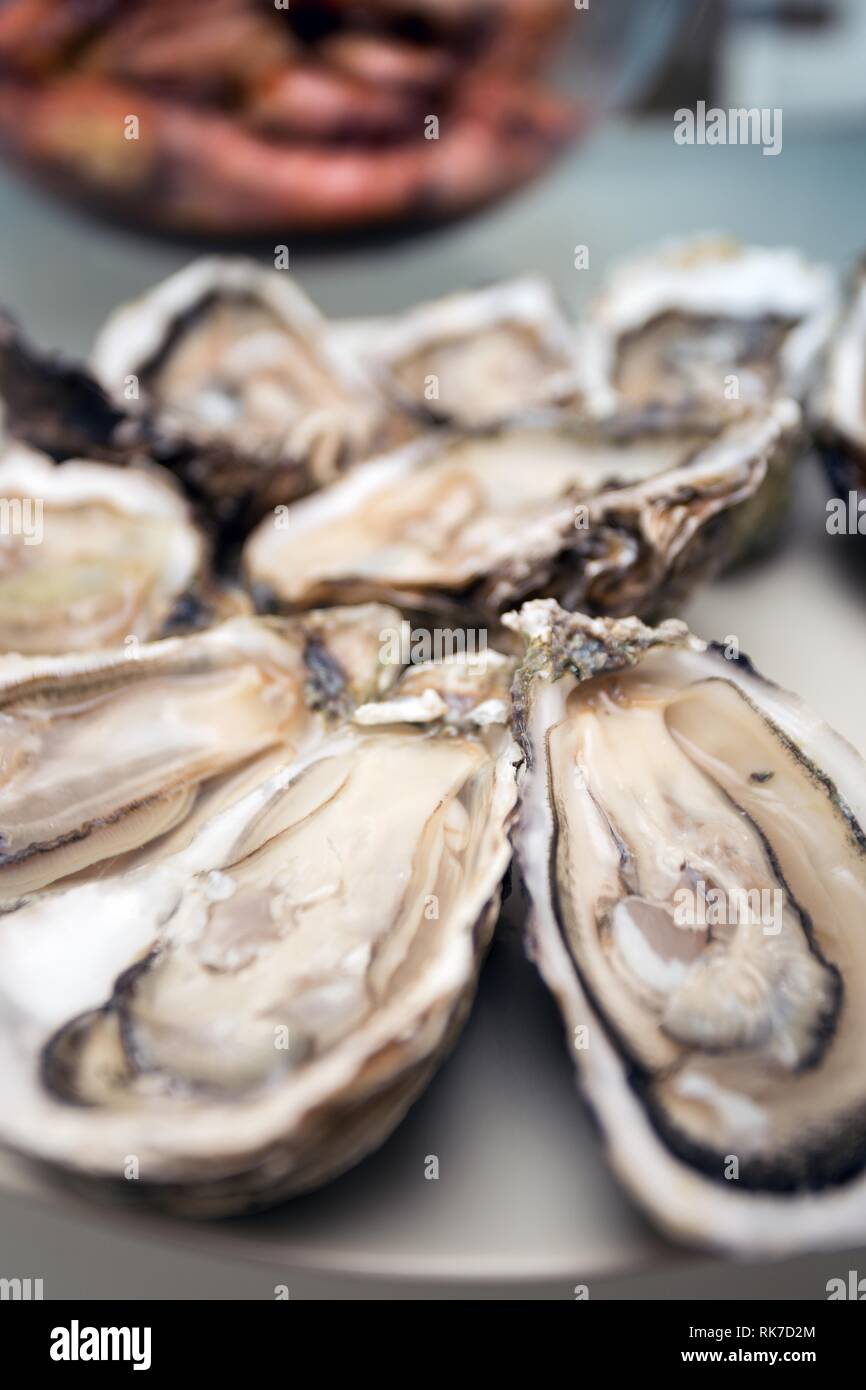 Französische Mittagessen - frische Austern auf einem großen Teller Stockfoto