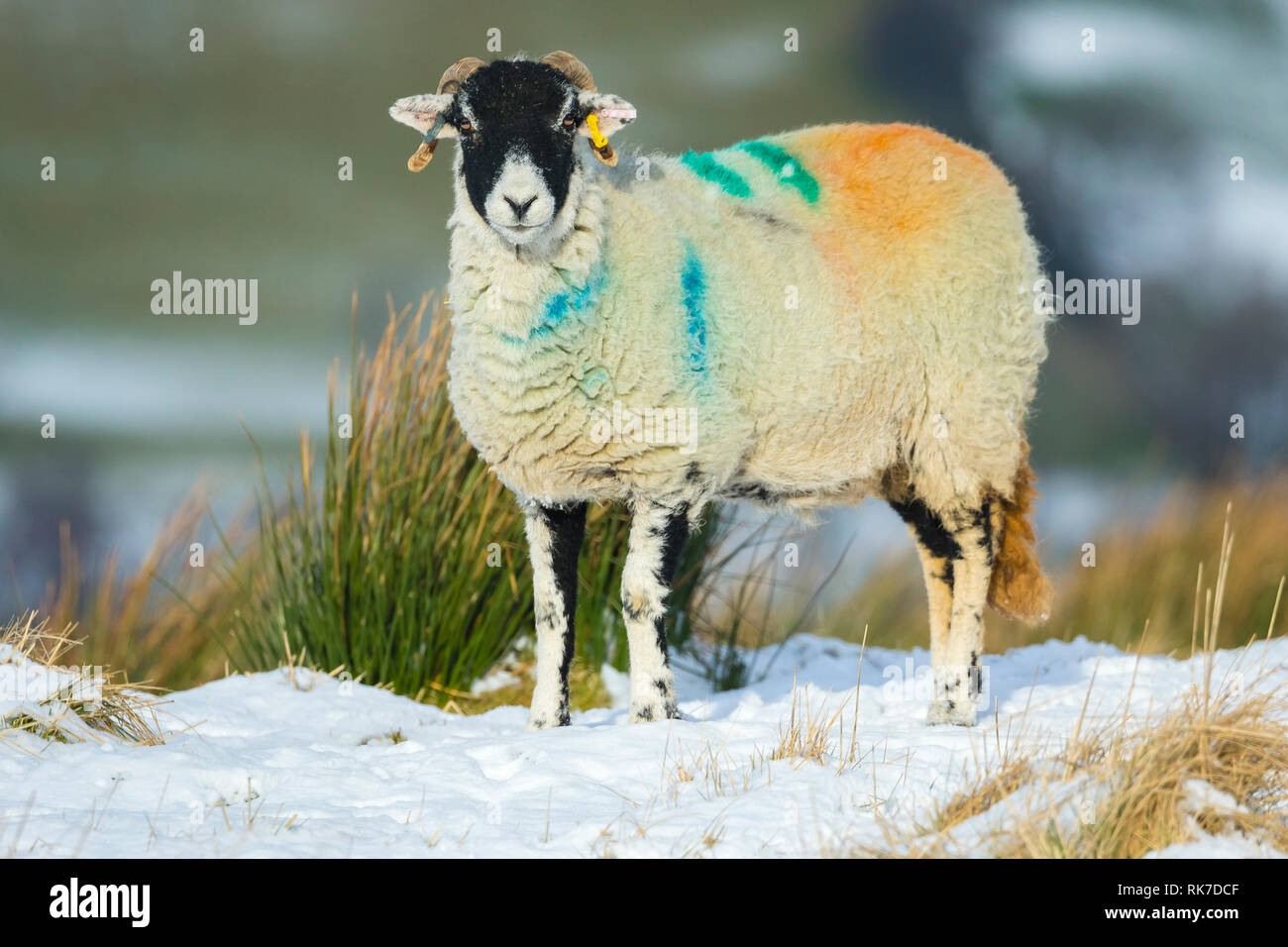 Swaledale Ewe (weibliche Schafe) im Winter mit schneebedeckten Boden. Nach vorne mit farbigen Markierungen. Unscharfer Hintergrund. Landschaft. Platz für Kopie Stockfoto