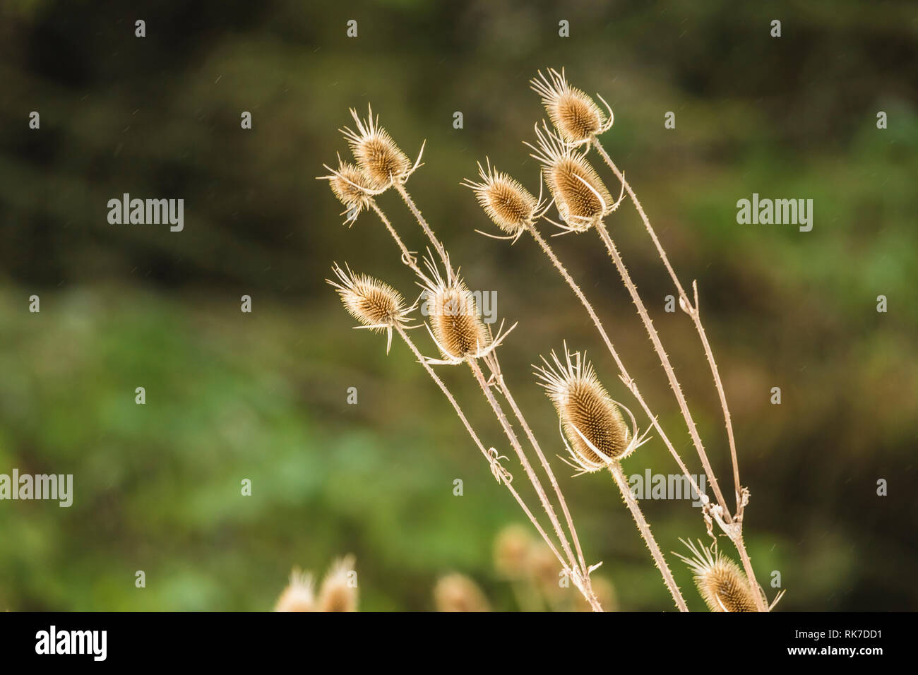 Teasels sind ein beliebtes Essen für viele Vogelarten, darunter der Stieglitz. Dipsacus ist eine Gattung der blühenden Pflanze in der Familie Caprifoliaceae. Landschaft Stockfoto