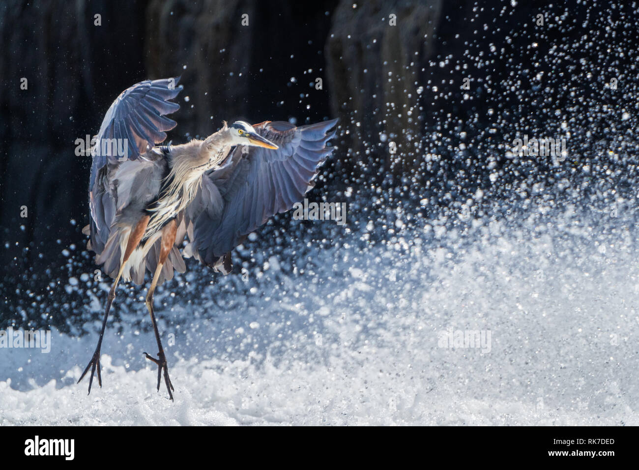 Great Blue Heron Landung in einem lokalen Wasserfall in Framingham Massachusetts (Winter Street Bridge/dam) Stockfoto