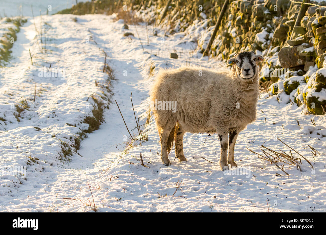 Swaledale Ewe, weibliche Schafe, in verschneiten Wetter in Wensleydale, England, UK. Kalte, winterliche Szene. Swaledale Schafe sind eine einheimische Rasse zu North Yorkshire Stockfoto