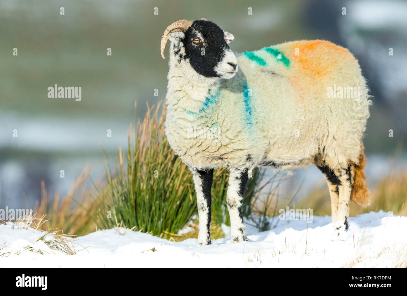 Swaledale Ewe, weibliche Schafe, in verschneiten Wetter in Wensleydale, England, UK. Kalte, winterliche Szene. Swaledale Schafe sind eine einheimische Rasse zu North Yorkshire Stockfoto