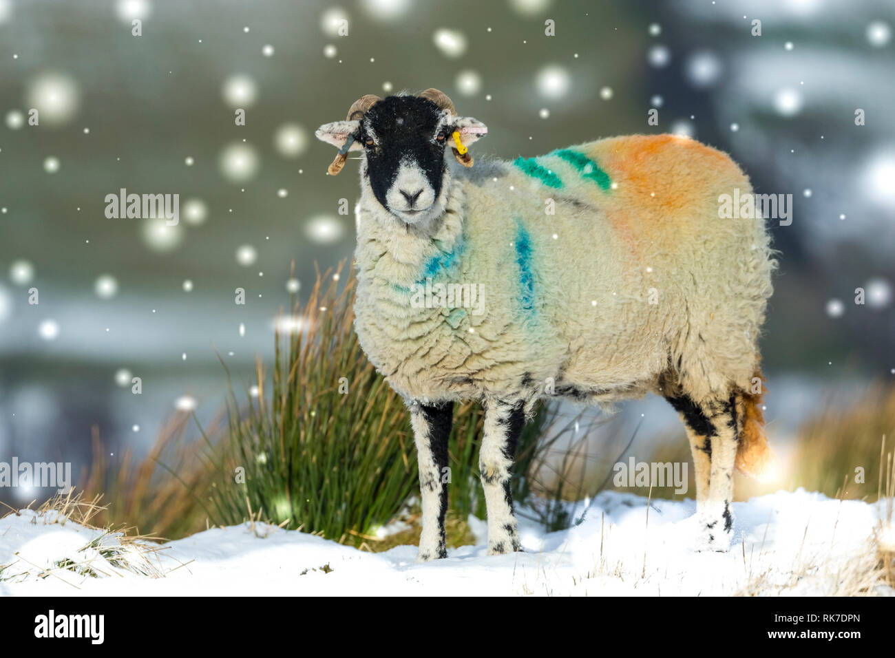 Swaledale Ewe, weibliche Schafe, in verschneiten Wetter in Wensleydale, England, UK. Kalte, winterliche Szene. Swaledale Schafe sind eine einheimische Rasse zu North Yorkshire Stockfoto