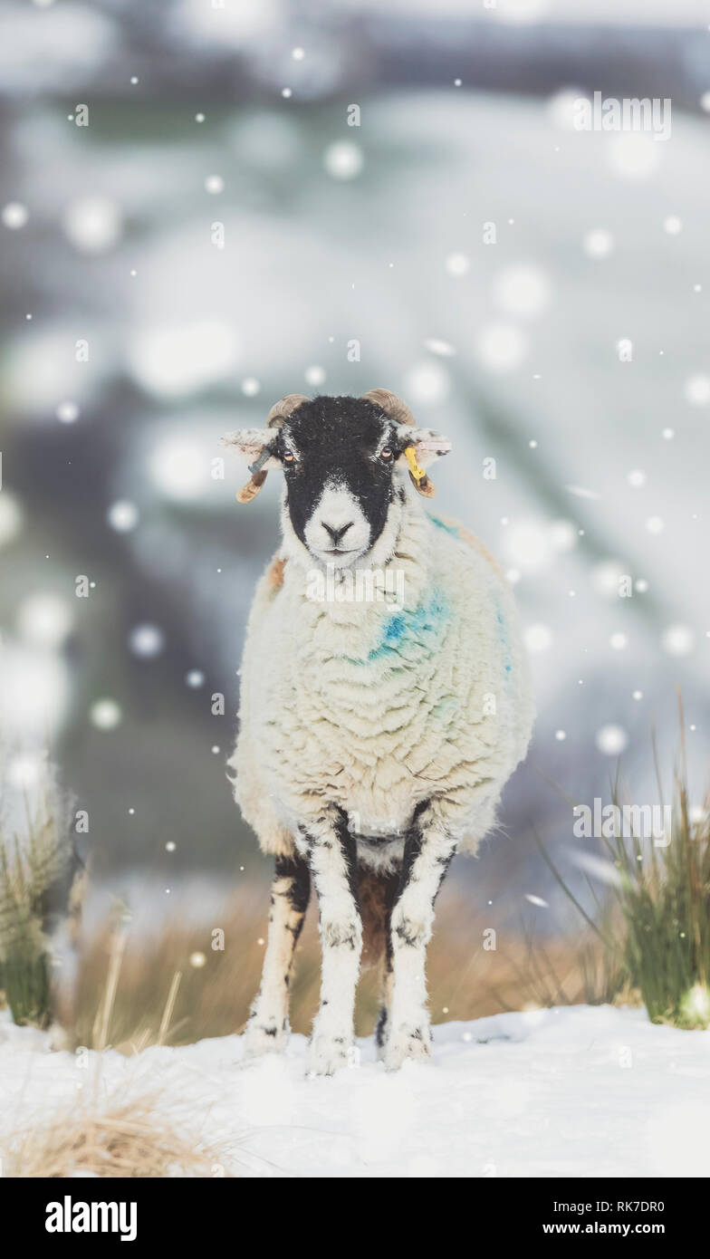Swaledale Ewe, eine weibliche Schafe, in Fahrtrichtung in sehr schneereichen Wetter in den Yorkshire Dales, England. Swaledale Schafe sind native zu diesem Bereich. Stockfoto