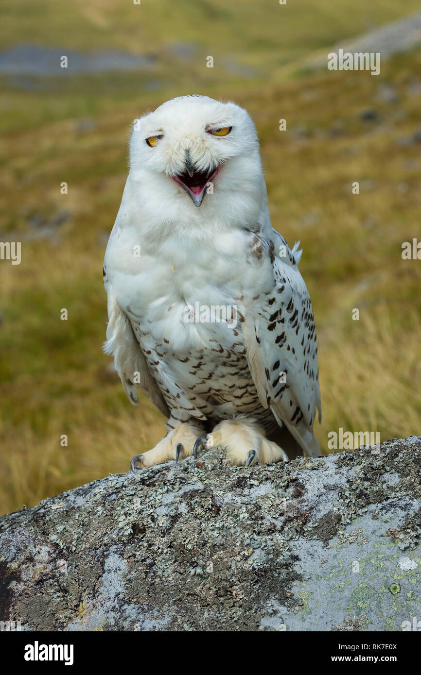 Snowy owl Lachen mit sehr glücklich, komisch. Große weiße Eule mit hellen, gelben Augen. Wissenschaftlicher Name: bubo Scandiacus auf Flechten bedeckt Rock Stockfoto