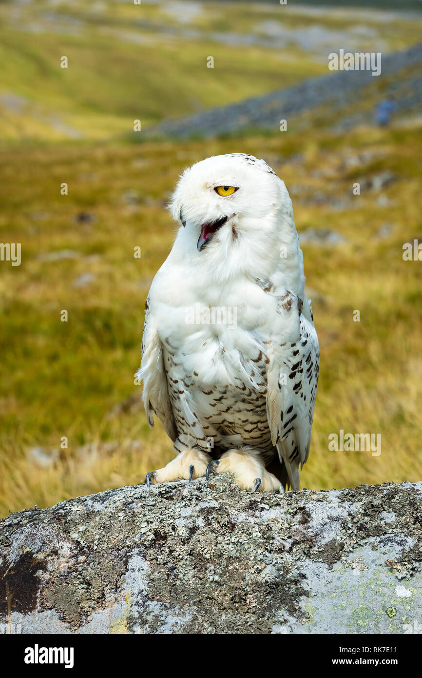 Snowy owl Lachen mit sehr glücklich, komisch. Große weiße Eule mit hellen, gelben Augen. Wissenschaftlicher Name: bubo Scandiacus auf Flechten bedeckt Rock Stockfoto